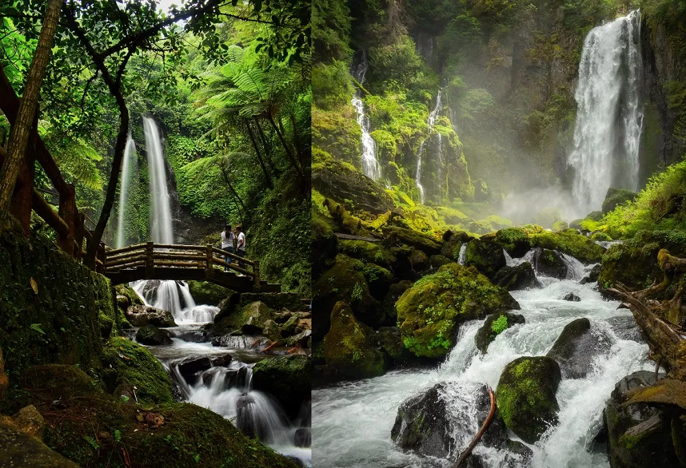 Lush rainforests indonesia