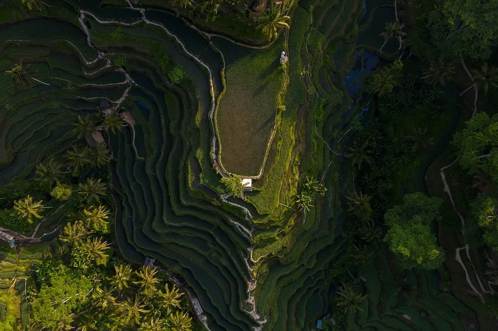 Rice paddies indonesia