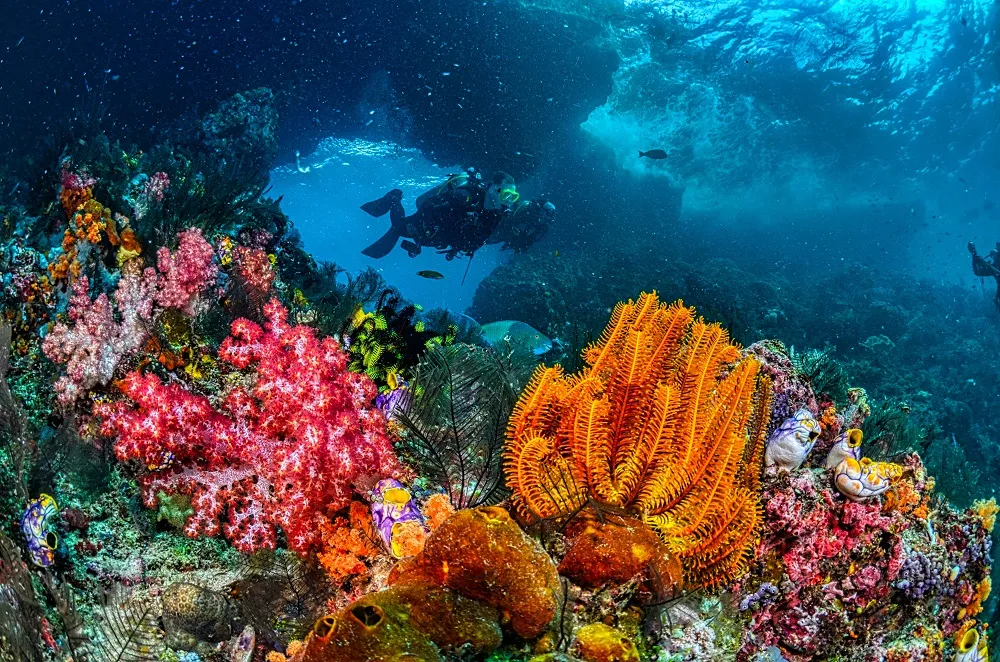 Underwater wonders of indonesia