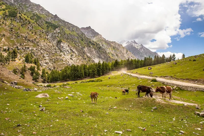 meadows pakistan