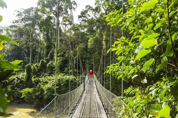 Borneo Rainforest, Malaysia