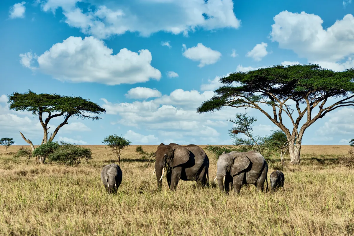Wildlife Encounters